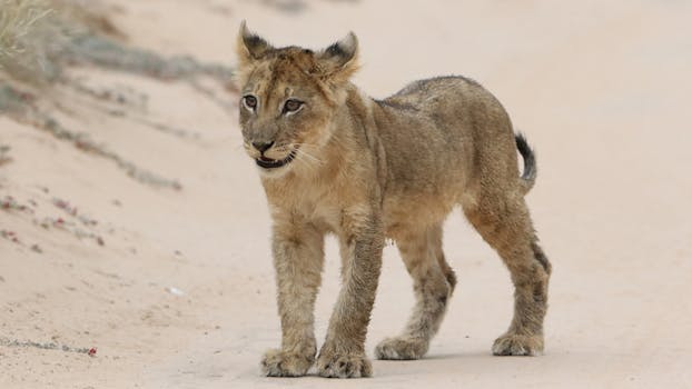 Celebrate Safari Adventure at Tswalu Tarkuni, Kalahari