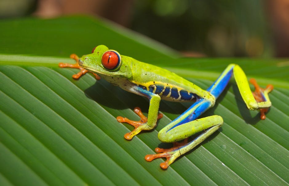 Rainforest Refuge: Lapa Rios Lodge, Costa Rica
