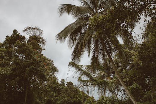 Hawaii Jungle Hotels With Palm Ceilings and Fire Walls