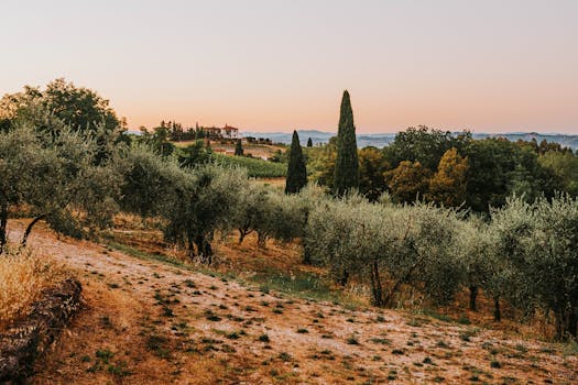 Tuscany Olive Hotels With Vineyard Ceilings and Stone Floors
