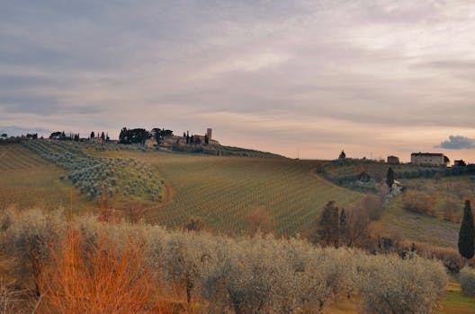 Tuscany Olive Hotels With Vineyard Paths and Fire Ceilings